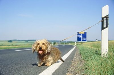 PRONTOFIDO: se in autostrada notate un cane abbandonato